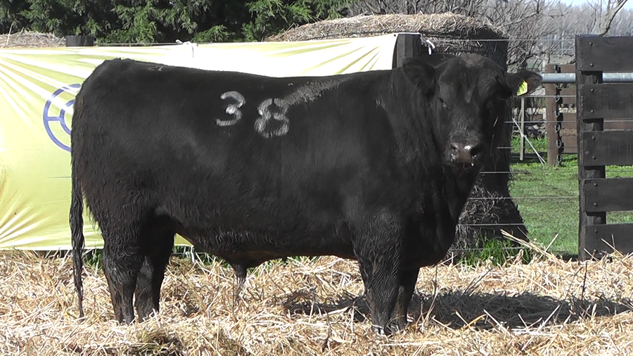 Lote TOROS ANGUS PURO CONTROLADO