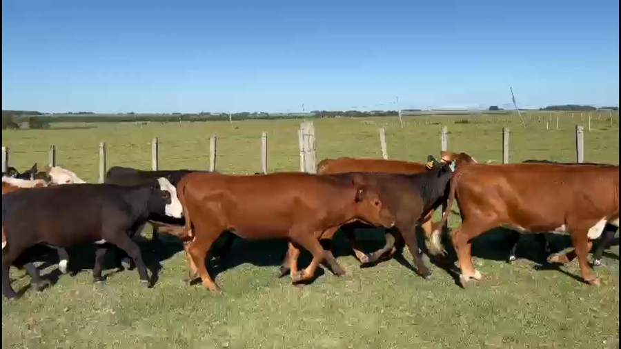 Lote 74 Terneras en Santa Bernardina, Durazno