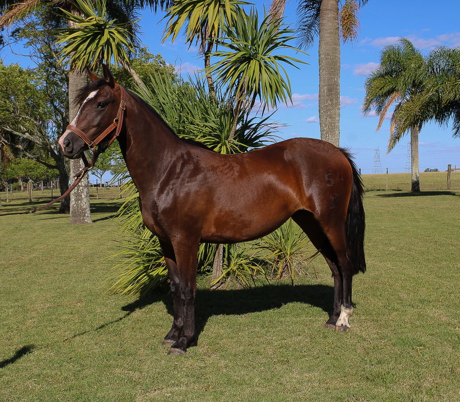 Lote CHAIRA TROPILLERA