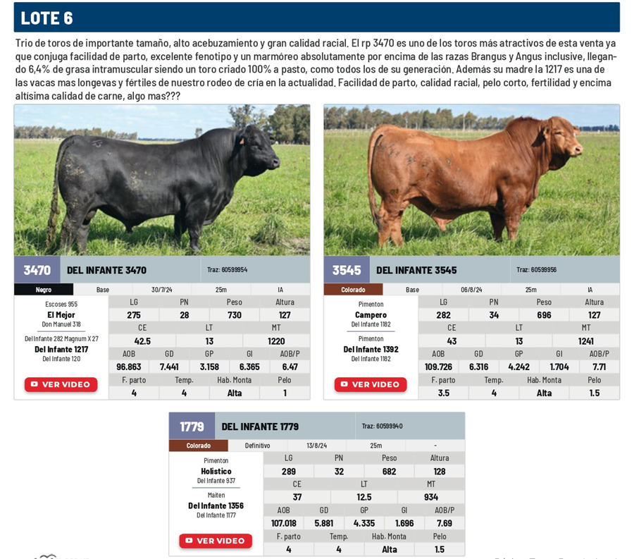 Lote Lote 6