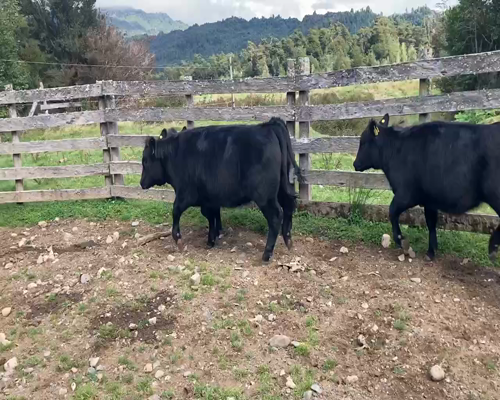 Lote 8 Ternera en Cisnes, XI Región Aysén