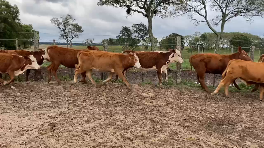 Lote 60 Terneros/as en Ita-Ibate, Corrientes