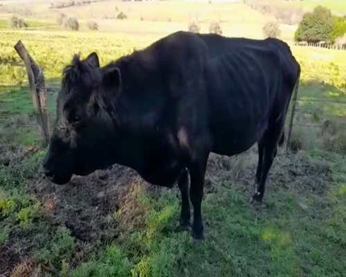Lote Toros a remate en Pantalla Carmelo 470kg -  en ZONA ESPERANZA
