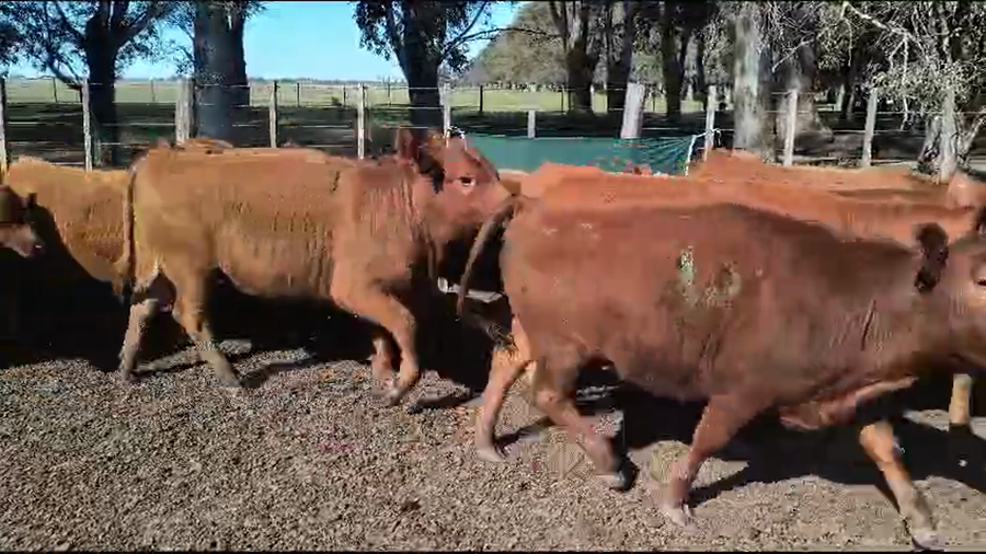 Lote 60 Terneras en Puan