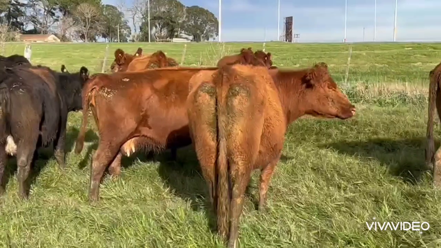 Lote 31 Vacas nuevas Preñadas en Dolores, Buenos Aires