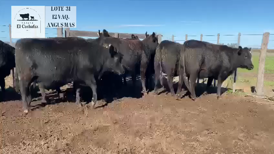 Lote Vaquillonas Angus MAS Preñadas - EL CHACHAFAZ