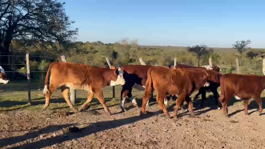 Lote 44 Terneros/as