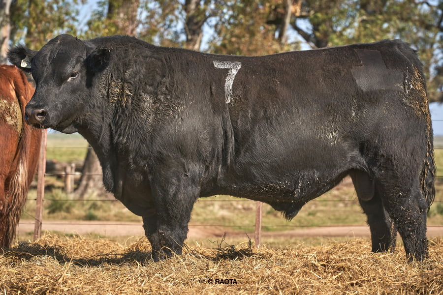 Lote Toros PC Cabaña Tres Molinos