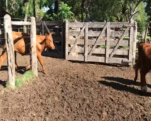 Lote 61 Terneras en Mercedes, Corrientes