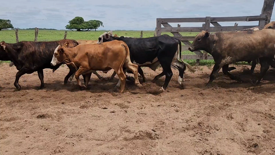 Lote 40 Novillos en Concepción, Corrientes