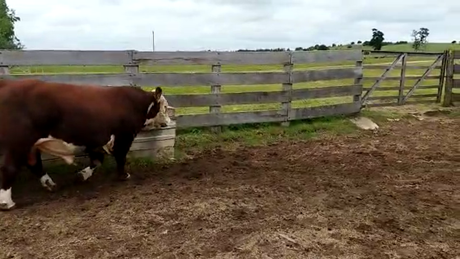 Lote Polled Hereford -La Lorencita