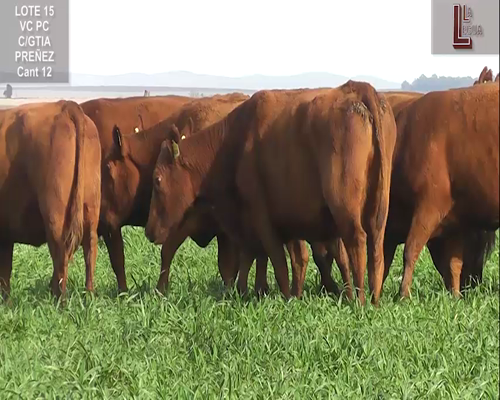 Lote VACAS A. ANGUS COLORADAS   P. CONTROLADAS C/ GTIA DE PREÑEZ
