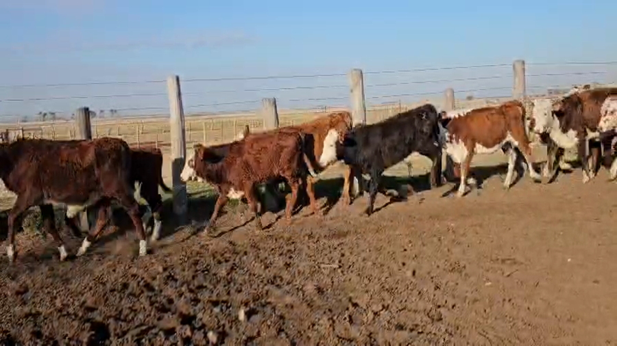 Lote 140 Terneros/as