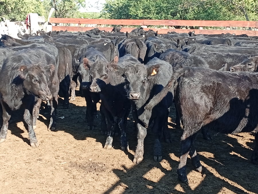 Lote 110 Terneros/as en Entre Ríos, Federal