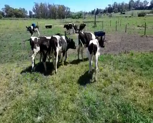 Lote (Vendido)6 Terneros HO 155kg -  en YOUNG