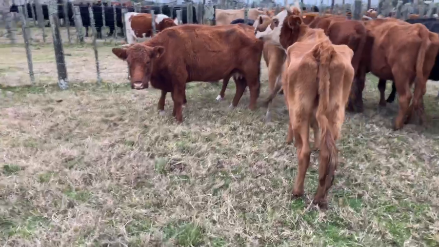 Lote 9 Vaca en Tupambaé, Cerro Largo