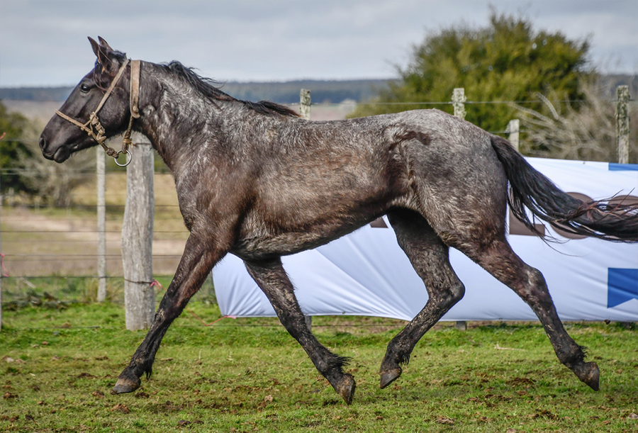 Lote GACELA LA FLECHILLA