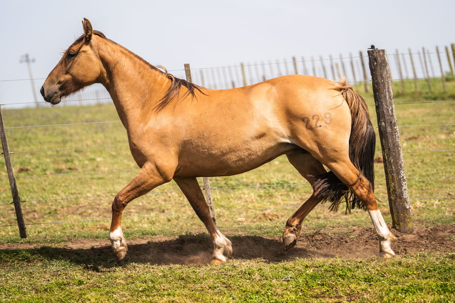 Lote MANOSANTA PILAR