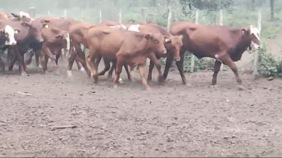 Lote 52 Vaquillonas en Quimilí, Santiago del Estero