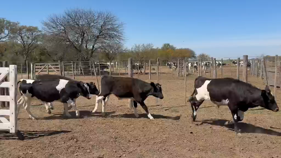 Lote 64 Novillitos Holando en Las Varas, Córdoba