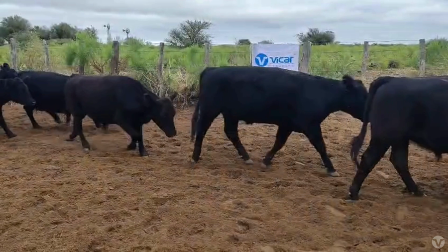 Lote 53 Novillitos