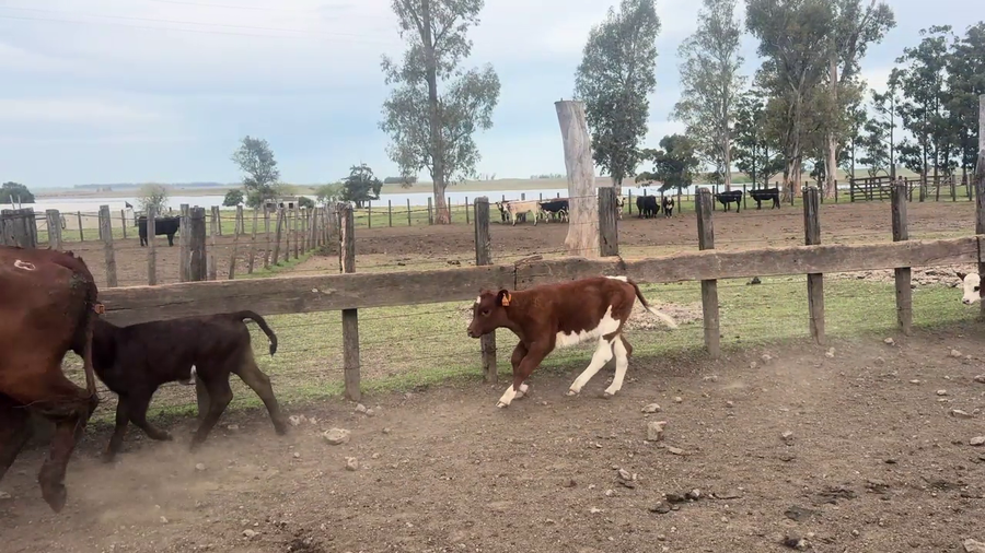 Lote PIEZAS DE CRIA