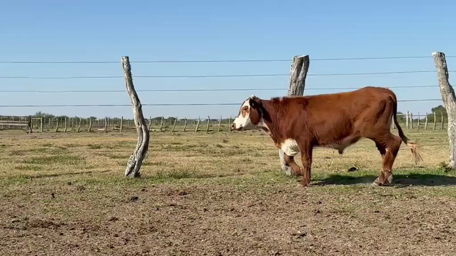 Lote 174 Novillitos