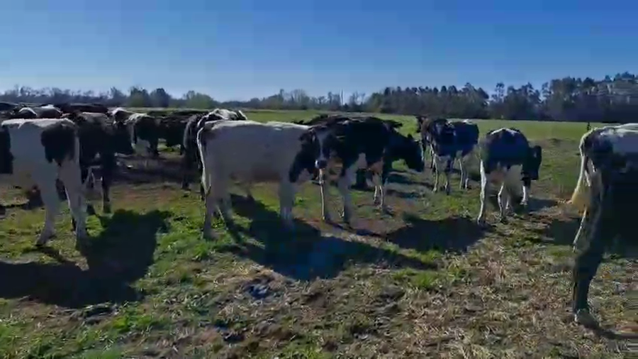 Lote 50 Novillo Engorda en Mariquina, XIV Región Los Ríos