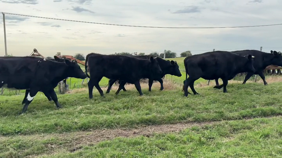 Lote VAQUILLONAS 1 A 2 AÑOS