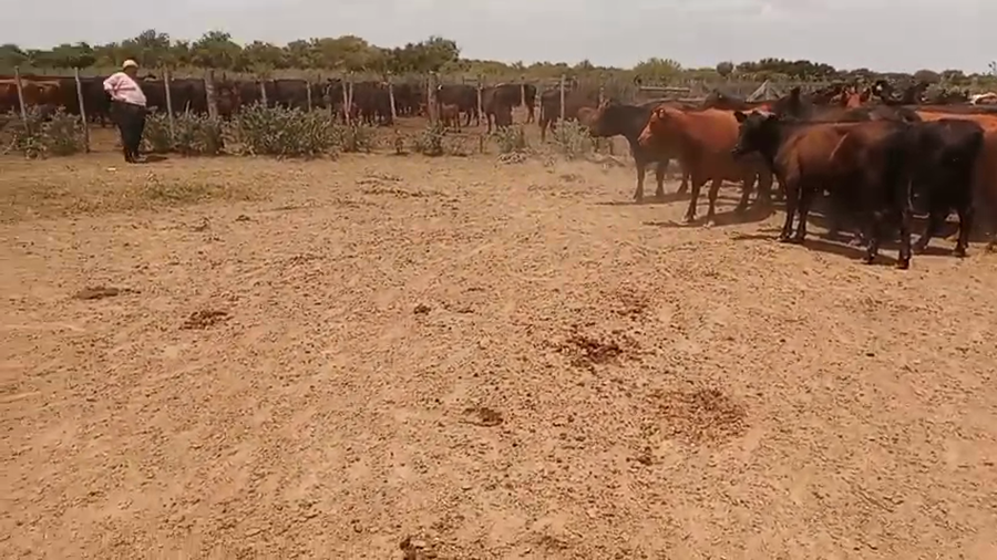Lote 33 Vacas nuevas Preñadas en Santa Fe, Laguna Paiva