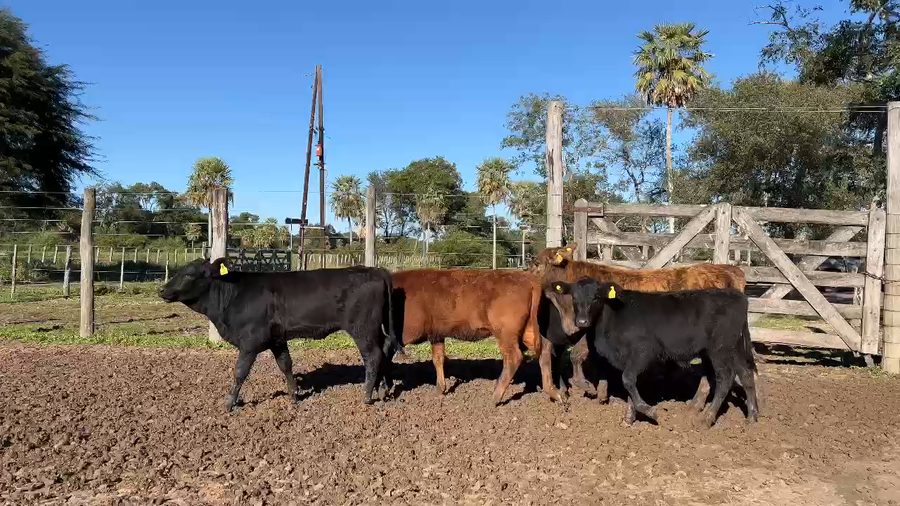 Lote 34 Terneras