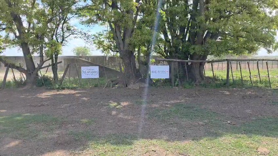 Lote 210 Vaquillonas