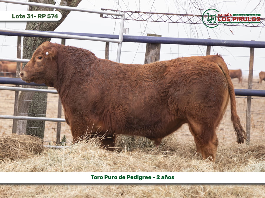 Lote TOROS PUROS DE PEDIGREE - 22/24 meses