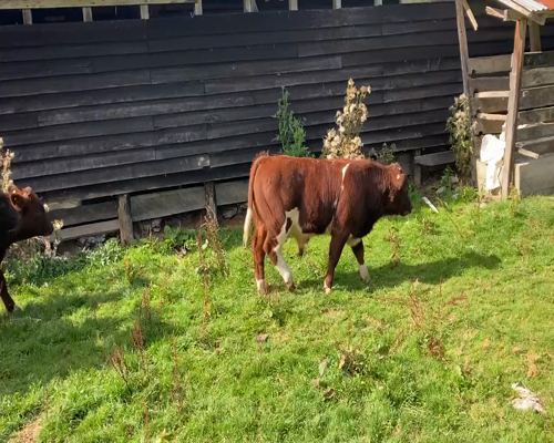 Lote 12 Ternero en Cisnes, XI Región Aysén