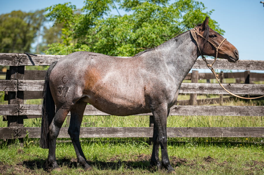 Lote Soguerita Del Local