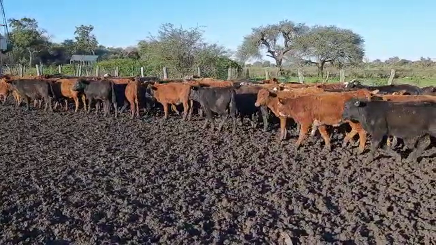 Lote 105 Terneros/as Braford y cruzas británicas en Perugorría, Corrientes