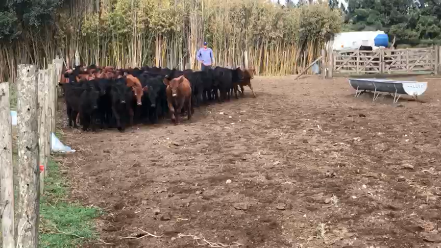Lote 65 Terneras en Cañuelas, Buenos Aires