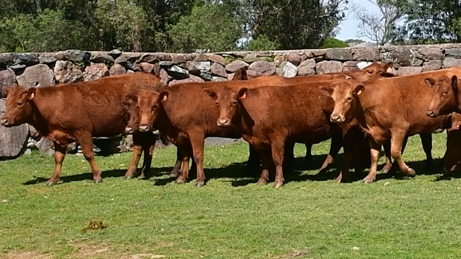 Lote 14 Vaquillonas  a remate en Toros en San José 430kg - , San José