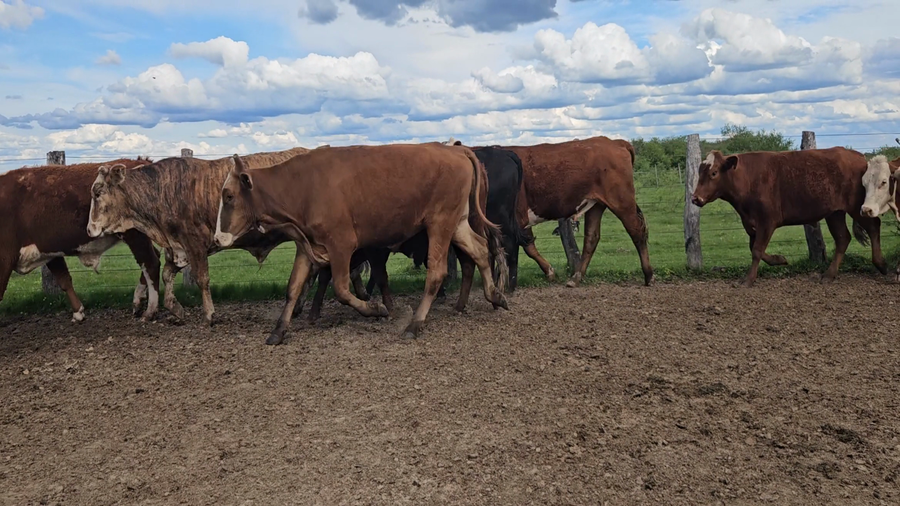 Lote 34 Novillos