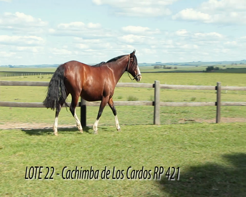 Lote CACHIMBA DE LOS CARDOS