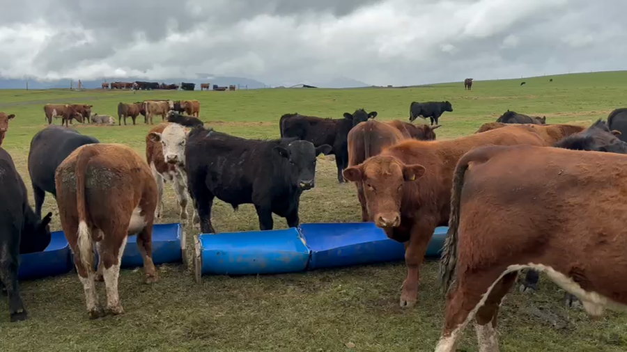 Lote 60 Ternero en Coyhaique, XI Región Aysén