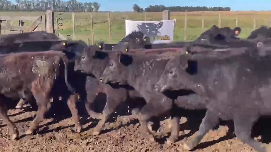 Lote 43 Terneras en Chascomús, Buenos Aires