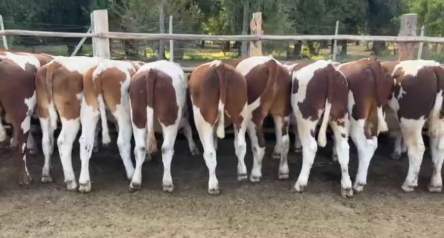 Imagen 1 del Lote Lote 28 Novillo Engorda en Pirque, Región Metropolitana