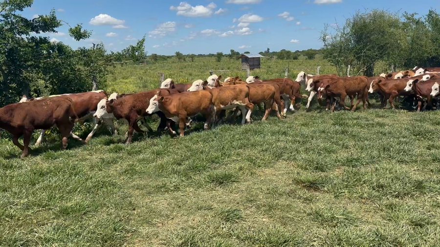 Lote 115 Terneros en Corrientes, San Roque