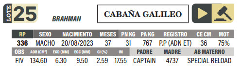 Lote LOTE 25