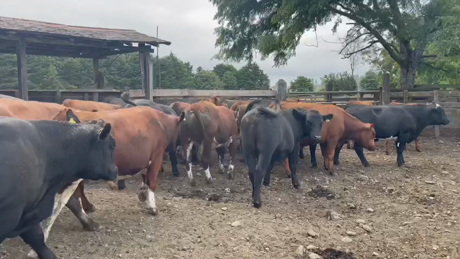 Lote 30 Novillo Gordo en Osorno, X Región Los Lagos