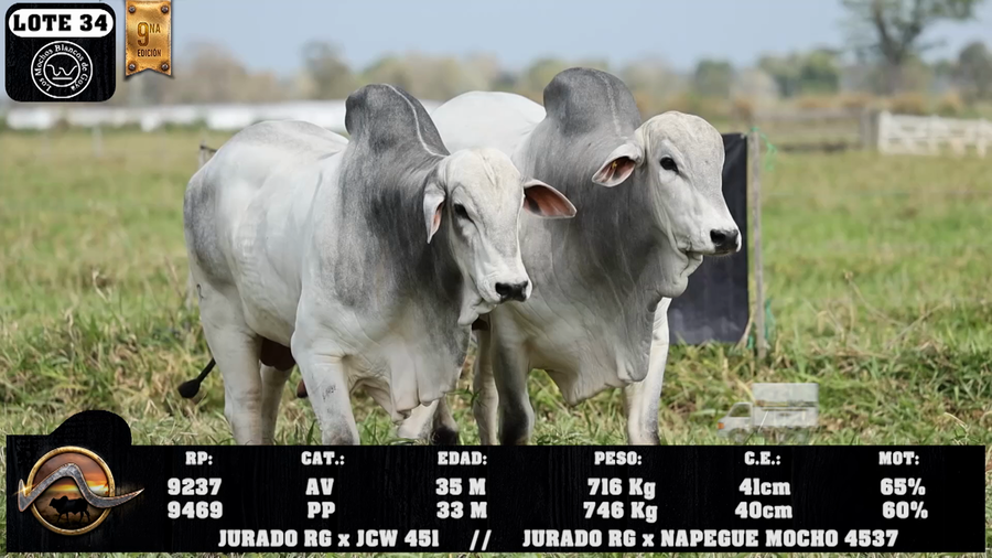 Lote LOTE 34