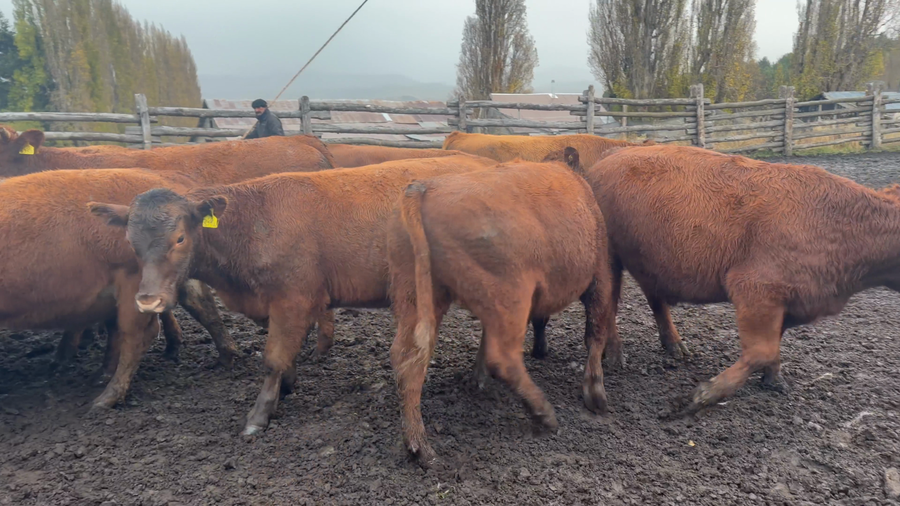 Lote 40 Novillo Engorda en Coyhaique, XI Región Aysén