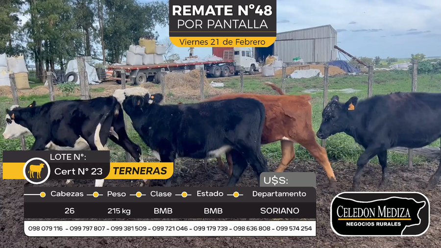Lote 26 Terneras en Otra Localidad, Soriano