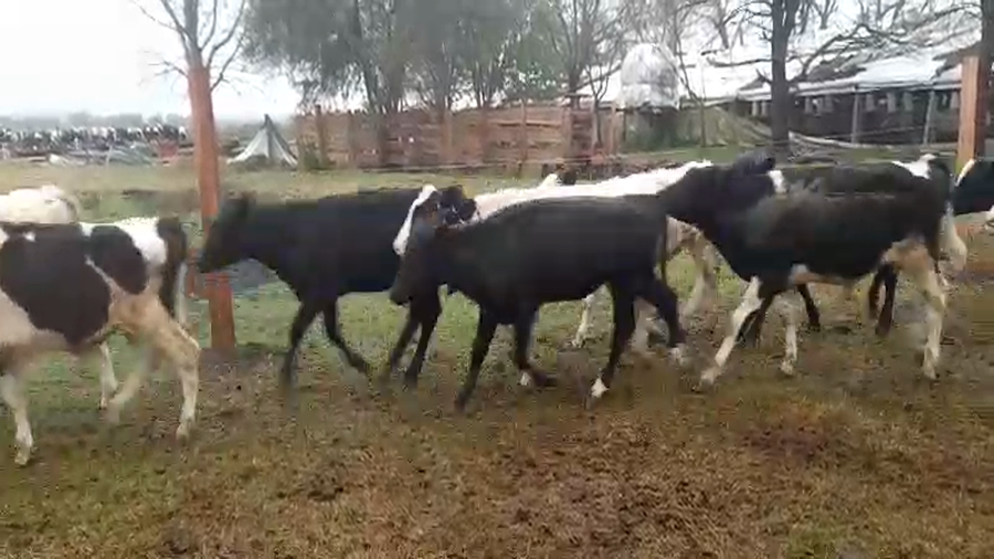 Lote 50 Terneros/as en Arroyo Clé, Entre Ríos